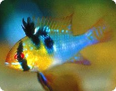 Ram - German Blue - Quantity of 5 Ram - German Blue - Quantity of 5